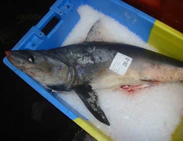 El Cailón (Lamna nasus) es una especie de tiburón de aguas frías que se encuentra en Peligro Crítico.