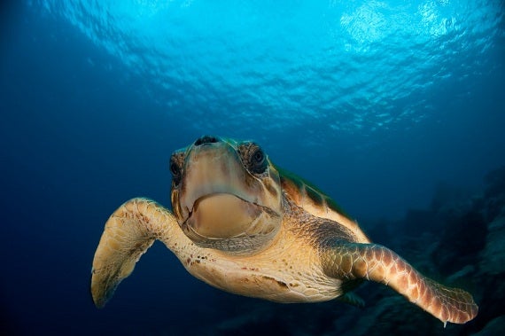 Victory for Loggerhead Sea Turtles: Vast Area of Habitat Gains ...