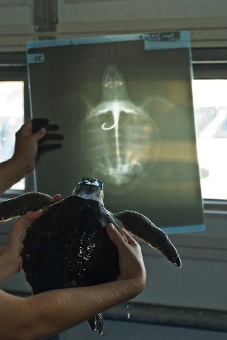 Photos: Help Save Sea Turtles with These Five Simple Steps | Oceana Europe