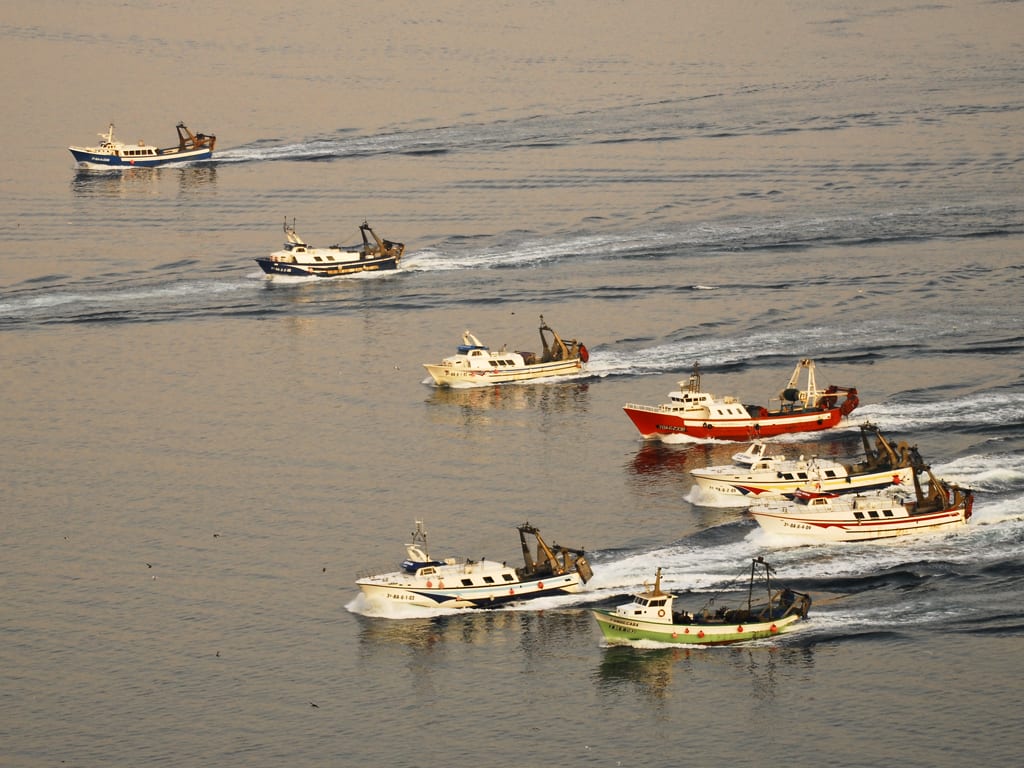 Small but mighty: managing Northeast Atlantic forage fish to