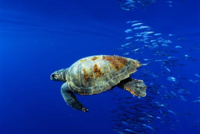 Loggerhead turtle (Caretta caretta) 
