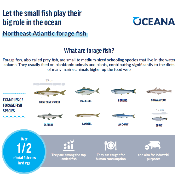 Northeast Atlantic Forage Fish: Let the small fish play their big role ...