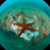Red starfish. © OCEANA / Carlos Suárez