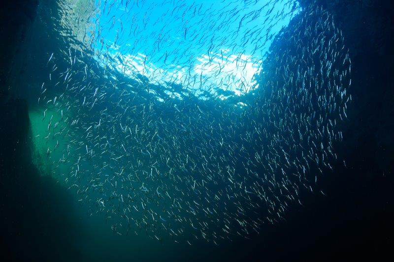 Ocean Conservation: Forage Fish