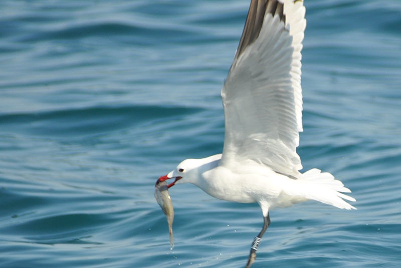 Small but mighty: managing Northeast Atlantic forage fish to