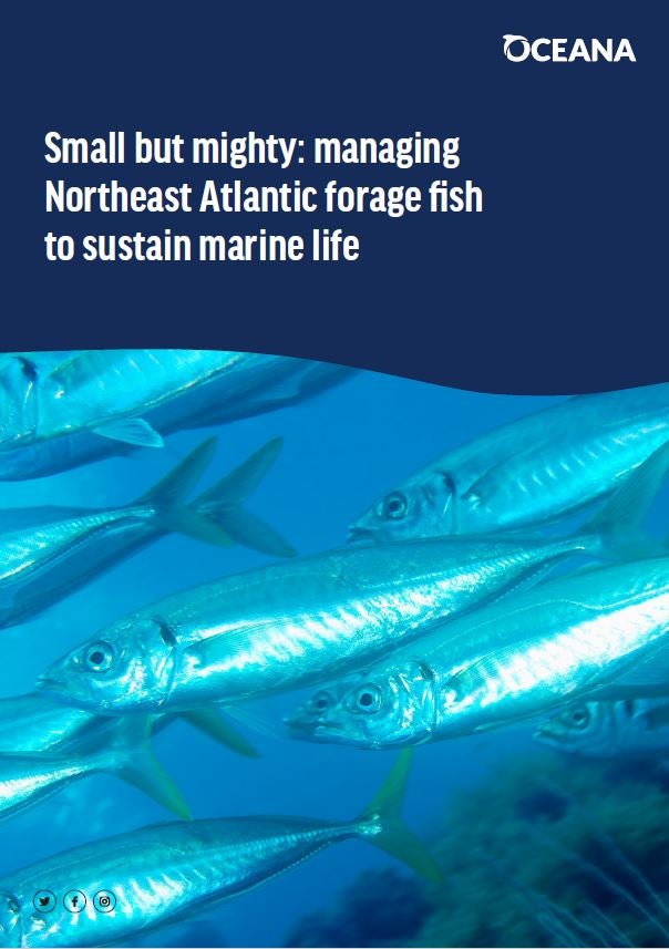 Small but mighty: managing Northeast Atlantic forage fish to sustain marine  life - Oceana Europe
