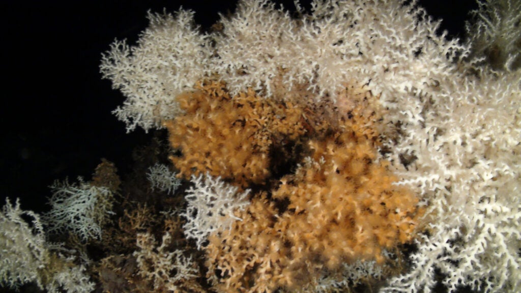 Coral reef (Desmophyllum pertusum and Madrepora oculata). Cabliers bank, Alboran Sea.