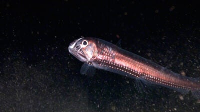 Sloane's viperfish (Chauliodus sloani)