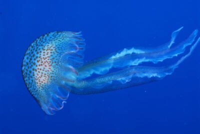 Jellyfish (Pelagia noctiluca)