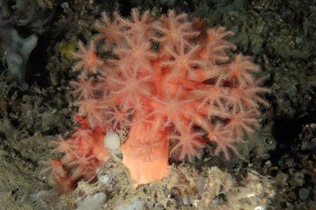 protección de un arrecife de coral milenario