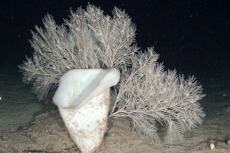 bottom trawling in deep-sea fishing