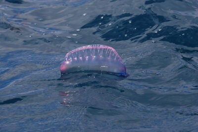 Portuguese Man of War 