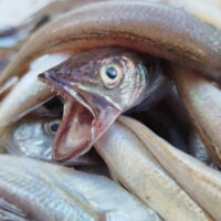 Juvenile hake