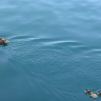Malgrats and Toro Marine Reserve