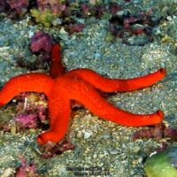 Tramontana proposed Marine Reserve