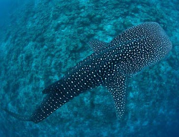 Stock photo of Whale Shark (Rhincodon typus) accompanied by Pilot