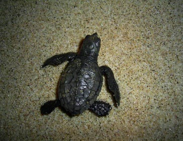 Caretta caretta