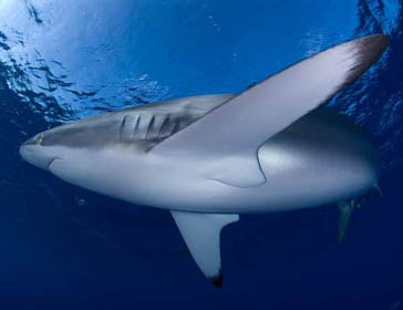 Tiburón coralino (Carcharhinus perezi)