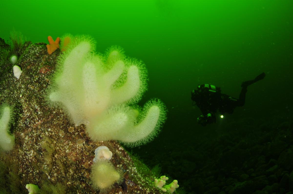 Dead man's fingers, Kattegat Denmark. © OCEANA / Carlos Minguell