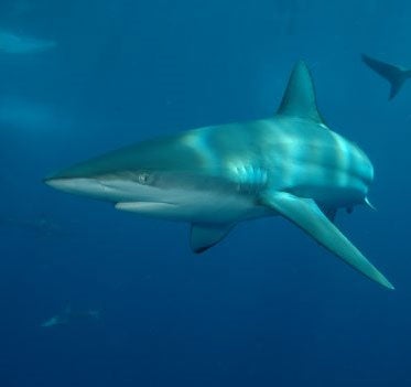 Tiburón arenero (Carcharhinus obscurus)