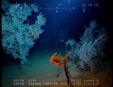 Coral negro (Antipathes dichotoma). © OCEANA