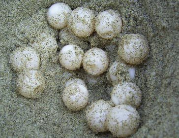Turtle eggs