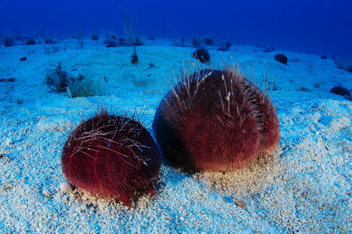 Natura 2000 Network © OCEANA / Carlos Minguell