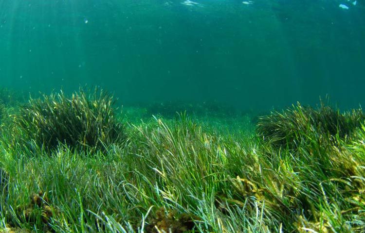 Pradera de fanerógamas