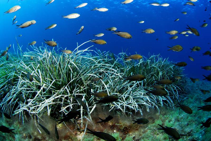 © OCEANA / Juan Cuetos. Banco de castañuelas (Chromis chromis) sobre (Posidonia oceanica). Punta Gavina, Reserva Marina de Es Freus, Formentera, Islas Baleares, España, Septiembre 2007