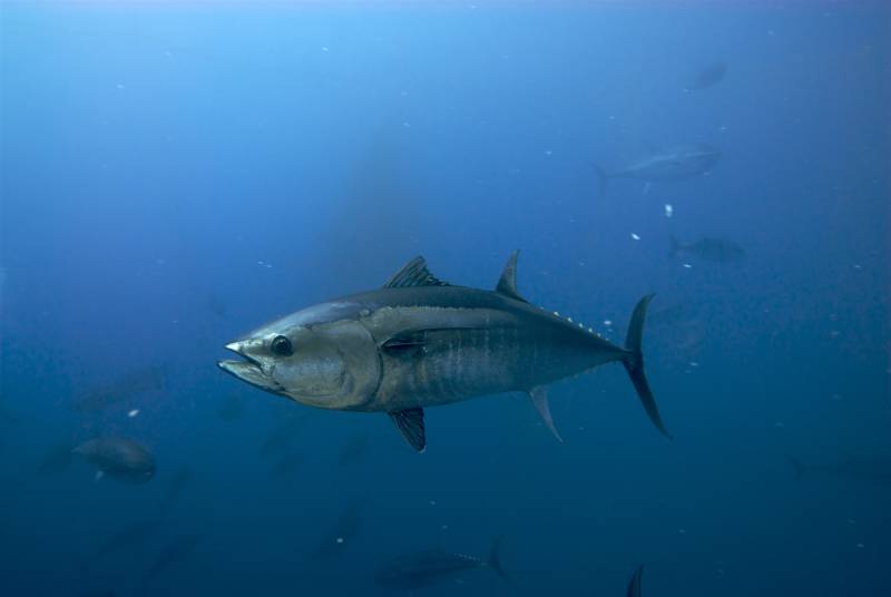 Bluefin tuna (Thunnus thynnus)
