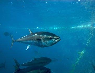 Bluefin tuna (Thunnus thynnus)