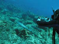 White tip reef shark (Triaenodon obesus)