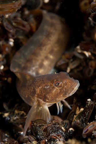 Eelpout in Øresund, Denmark