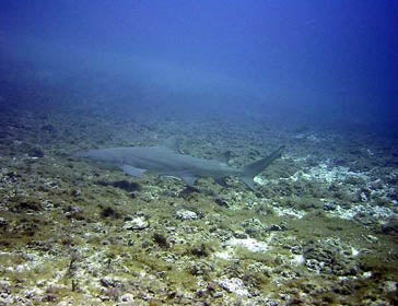 Tiburón limón (Negaprion brevirostris)