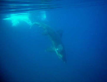 Basking shark (Cetorhinus maximus)