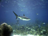 Carcharhinus melanopterus