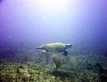 Chelonia mydas