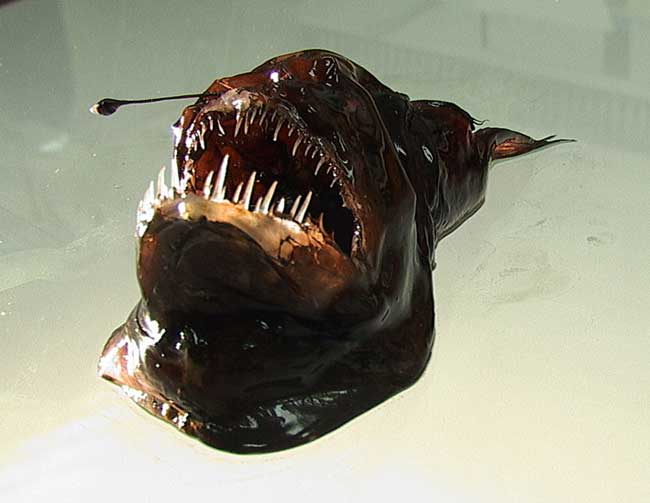 Humpedback Angler Fish (courtesy of Clark)