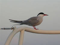 Sterna hirundo