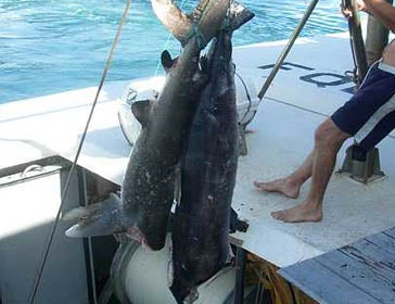 El jaquetón oceánico (Carcharhinus longimanus) fue en el pasado la especie de tiburón más extendida.