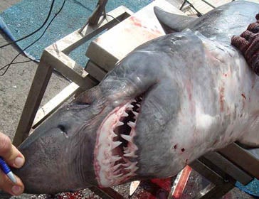 El marrjo carite (Isurus paucus) es un tiburón de aguas profundas.