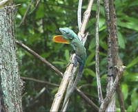 Anolis grahami