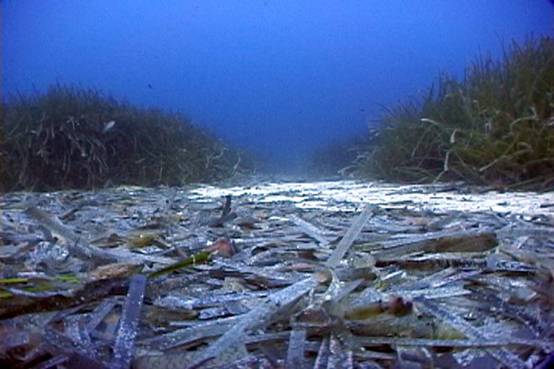 Rizomas rotos y marcas de arrastre en pradera de fanerógamas formando una calle. Santanyi, Mallorca, Islas Baleares, España. Campaña de pesca de arrastre y reservas marinas de Baleares. 2005. © OCEANA / Mar Mas