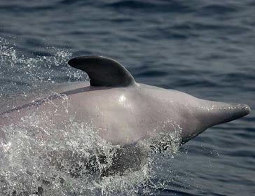 Tursiops truncatus