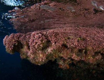 Corallina officinalis