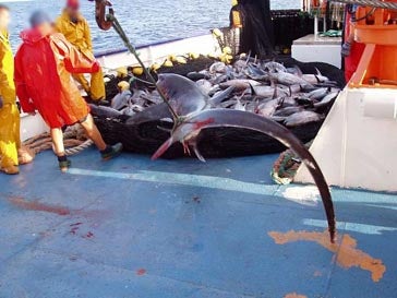 Learn More: Shark Bycatch - Oceana Europe