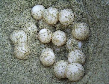 Turtle eggs