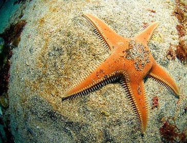 Astropecten aranciacus