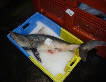 Learn More: Shark Bycatch - Oceana Europe