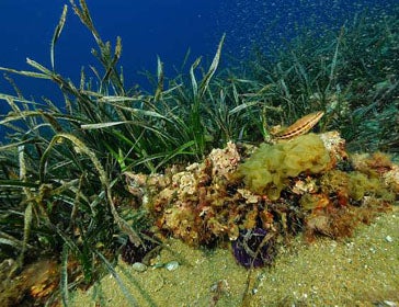 Posidonia oceanica